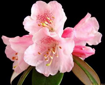 Rhododendron tianmenshanense