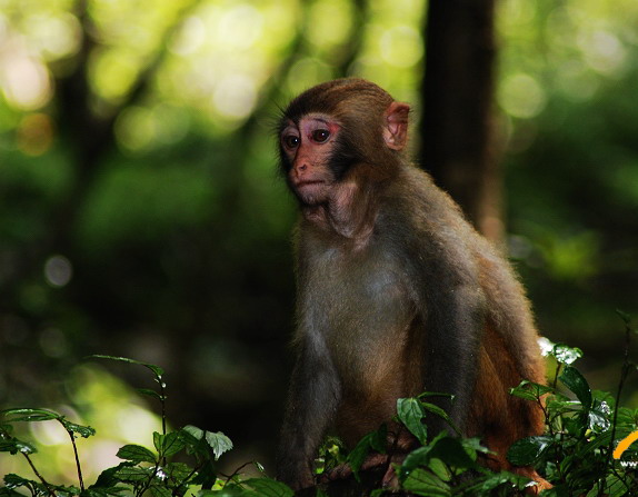 Zhangjiajie Macaque Monkey