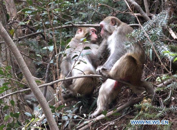 Monkeys enjoy life in Zhangjiajie national forest park