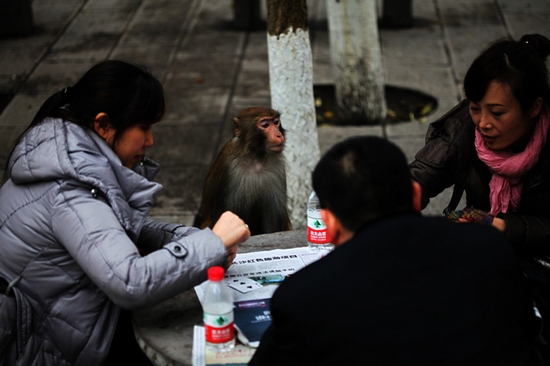 Zhangjiajie Monkeys play cards with visitors