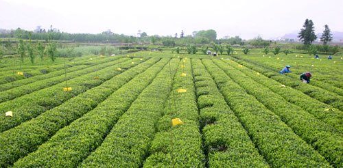 Hunan Signs Tea Purchasing Contracts Worth 2.2 Billion Yuan
