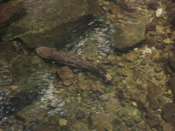 Sudden Appearance of a Wild Giant Salamander in Golden Whip Stream