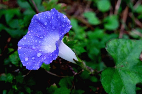 Zhangjiajie tourism Wild flowers first to open in autumn and winter