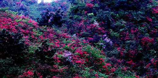Hunan and  Hubei to Develop New Ecological Dongting Lake