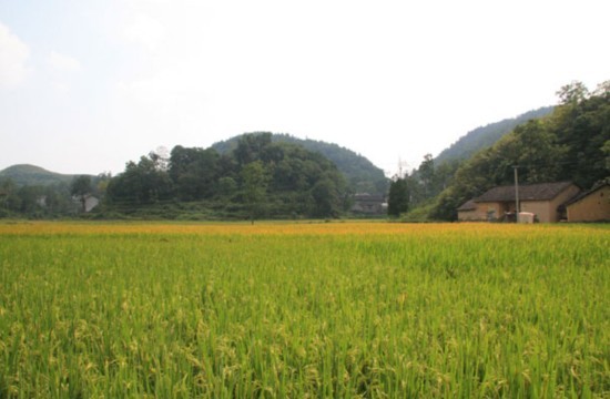 International Cooks Extol Hunan Cuisine