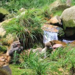 Lecture on Cultural Development and Cultural Heritage Protection in ZJJ