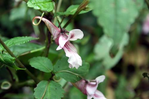Lobster Flower Blooming in Zhangjiajie Park Golden Whip Stream