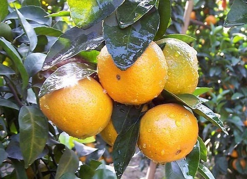 Zhangjiajie Specialty Mandarin Orange