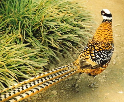 Zhangjiajie White Crown Long Tail Pheasants