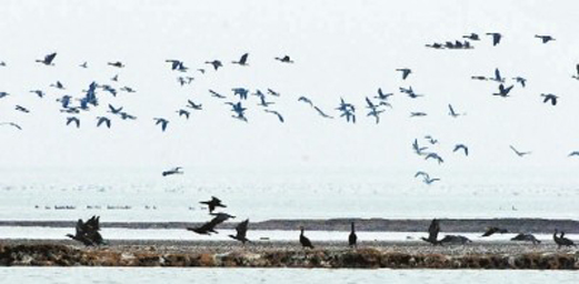 7th Dongting Lake International Bird-Viewing Festival in Yueyang