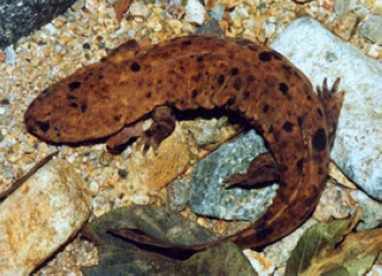 2012 Giant Salamander Protection and Development Seminar will be held