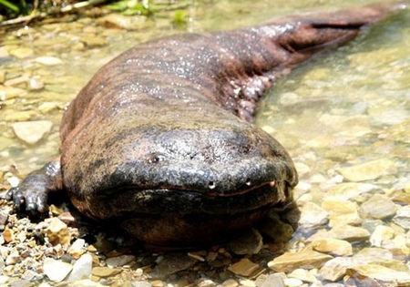 Zhangjiajie Giant Salamander Will Declare World Guinness Record