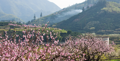 Amazing Peach Blossom Land in China's Hunan
