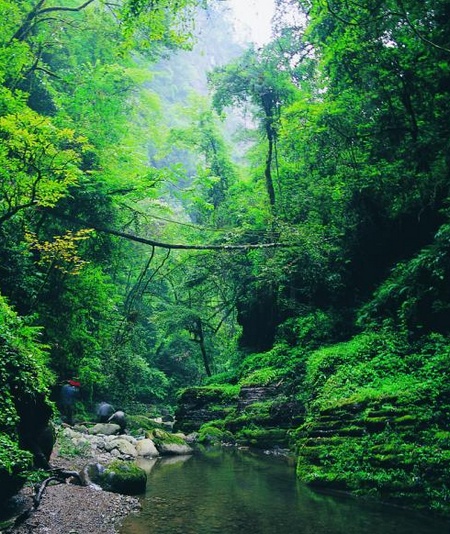“Five Greening” Dressed up Ecological Zhangjiajie