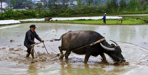Preparation for Spring Plowing Begins in Hunan