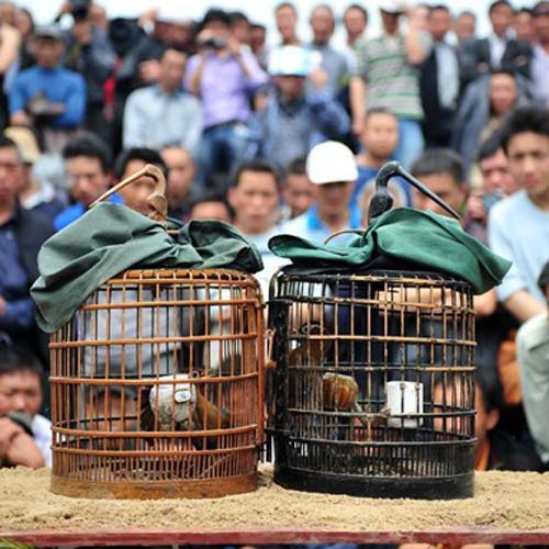 Tongdao Dong Dawuliang Singing Festival Kicks Off in Hunan