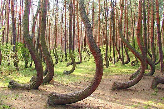 Zhangjiajie:Top 10 enchanting forests around the world