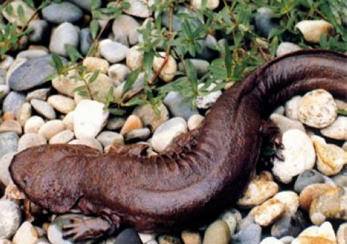 Zhangjiajie Worked Hard at Protecting and Developing Giant Salamander
