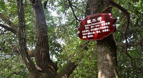 Name Tags Added on the Trees of ZJJ Wulingyuan Core Scenic Spot