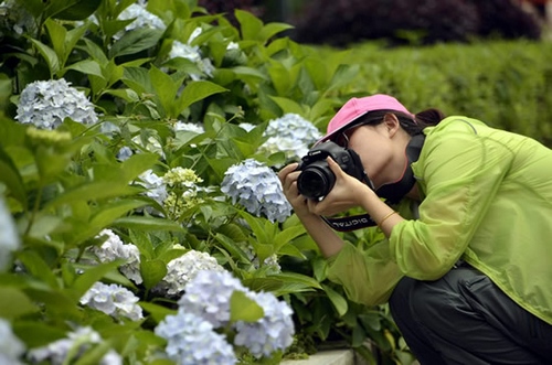 Wulingyuan Hydrangeas Welcome Travelers During Dragon Boat Holiday