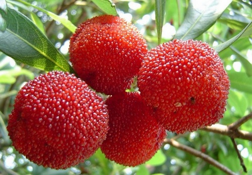 Western Hunan Delicious Fruit-China Bayberry