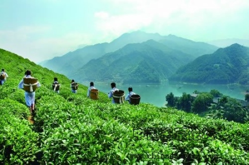 Hunan Xiangxi Guzhang Maojian Tea Winning Gold Award in 2013