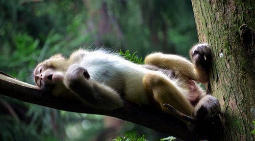 Zhangjiajie Core Scenic Spot is Cool to Monkey