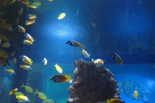 Changsha Underwater World
