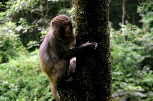 Lovely Monkeys Bring You Cool in Zhangjiajie