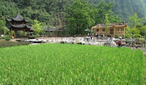 Fifty Thousand Flowers Adorned the International Country Music
