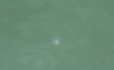 ZJJ Cili Zhaojiaya Reservoir Appeared Freshwater Jellyfish