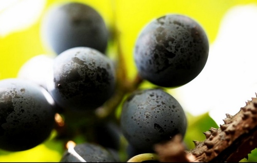 The first China·Huaihua Spine Grape Festival will be held