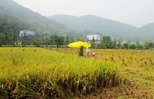 25Mu Sightseeing Paddy Fields Meet Autumn Harvest in Yellow Dragon Cave