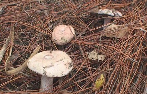 Zhangjiajie Lactarius delicious-Wild mushroom