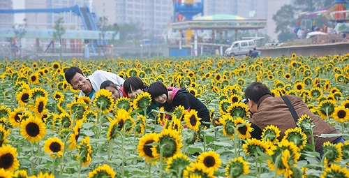 Sunflowers in full blossom in HN Provincial Botanical Garden on National Day