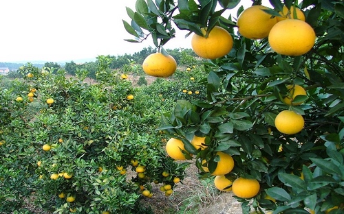 Hunan Shimen Orange Carnival