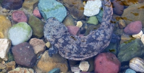 Zhangjiajie Salamander Becomes Another World Business Card