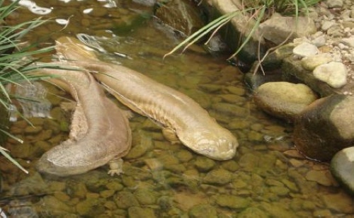 ZJJ Giant Salamander will Create about 5 Billion Output Value by 2017