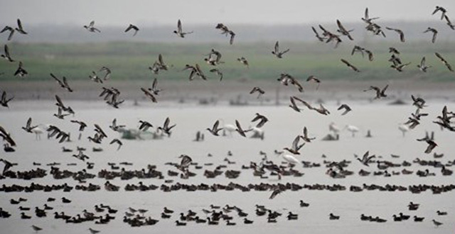 Migrant Birds Come to Dongting Lake to Spend Winter
