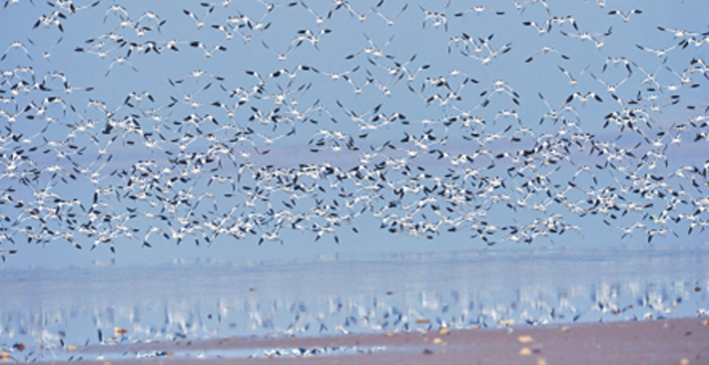Witness Best Bird Migrations in Dongting Lake
