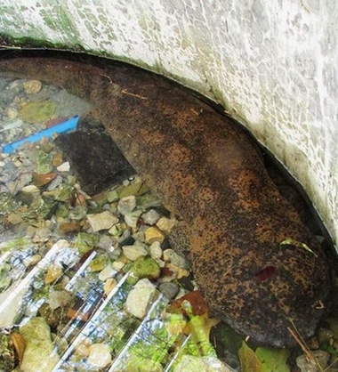 Near 500 Giant Salamanders to Be Released in ZJJ Yellow Dragon Cave