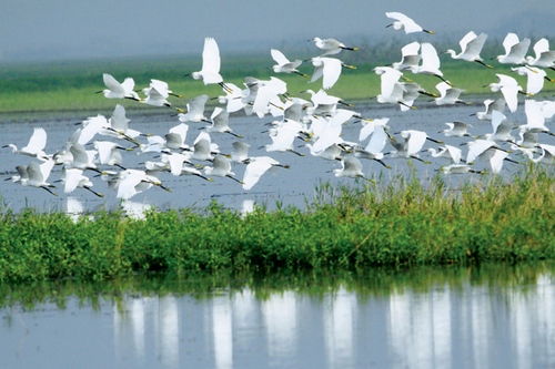 Dongting Lake Enters into the Best Bird-watching Period