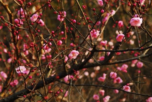 Lovely Wintersweet Is Popular in ZJJ National Forest Park