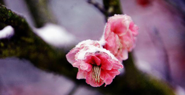 Wintersweets Blossom against Snow in ZJJ Park