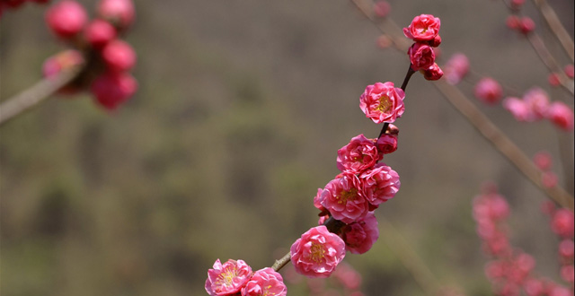 Spring Scenery in China's Zhangjiajie