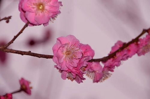 Yellow Dragon Cave Welcomes Spring with Blossoming Flower