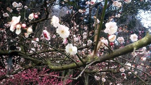 Peach Blossom in Zhangjiajie National Forest Park