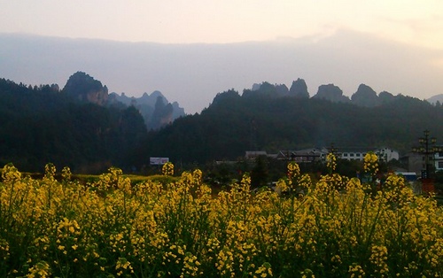 ZJJ Wulingyuan Appears a Picturesque View of“Peak Forests and Cloudy Wall”