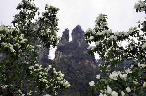 Blooming Mangnolias in ZJJ Wulingyuan is Welcoming Guests