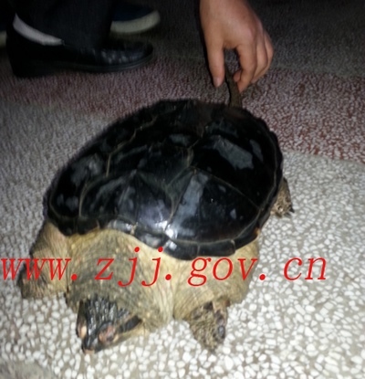 ZJJ Yongding District Found a Crocodile Turtle